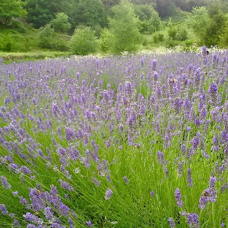 Casa Brunelli Frühstückspension Trient